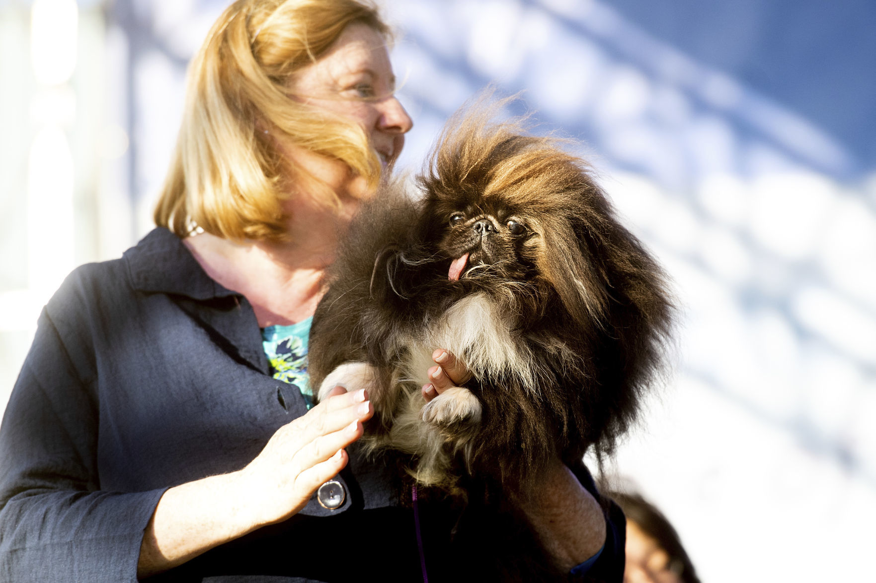 World's Ugliest Dog